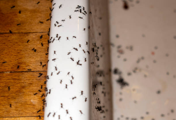 Trusted Angier, NC Pest Control Experts